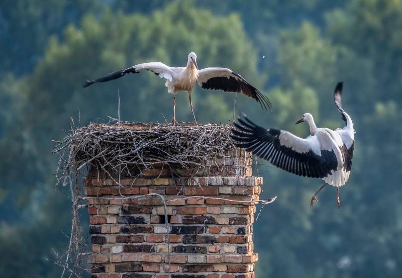 Professional Chimney Animal Removal Services in Dana Point, California