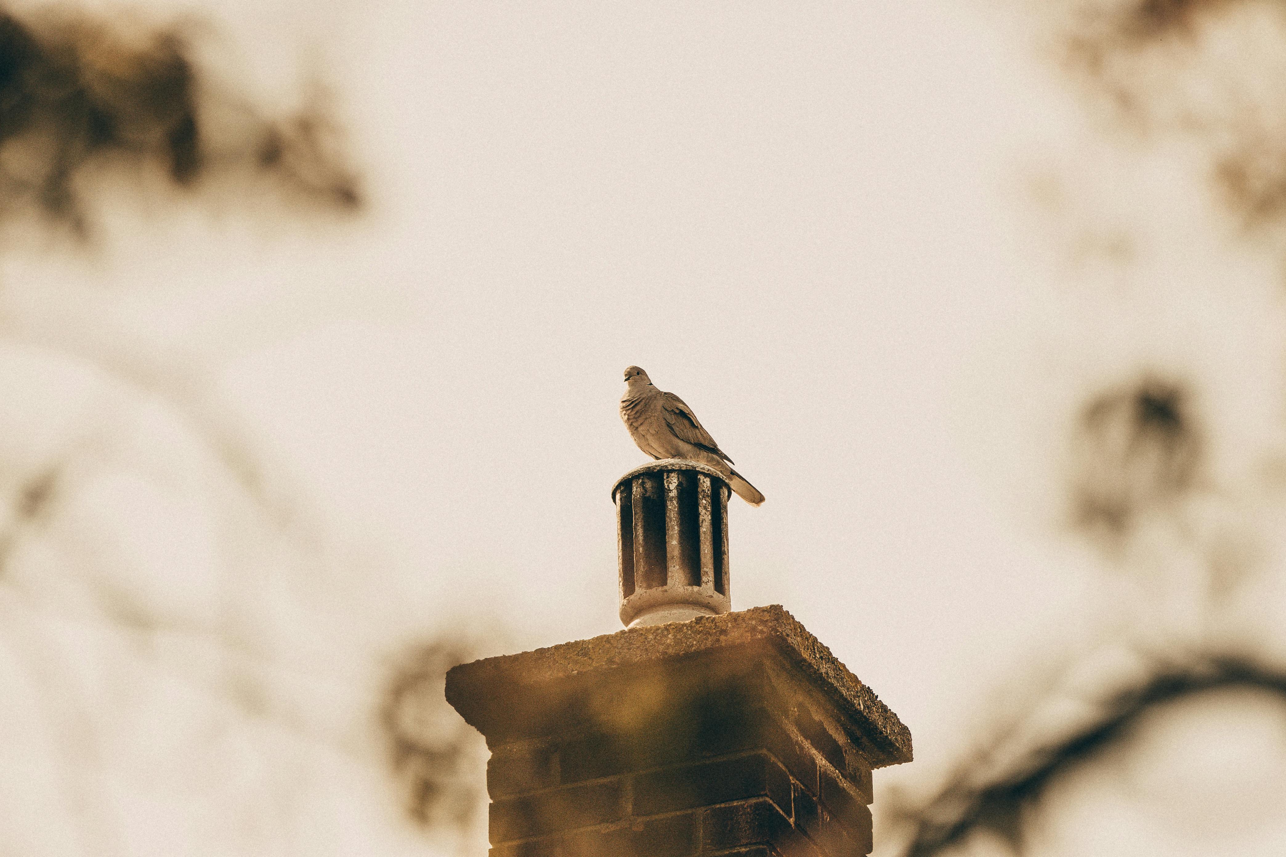 Expert Chimney Cap Installation in Dana Point, California